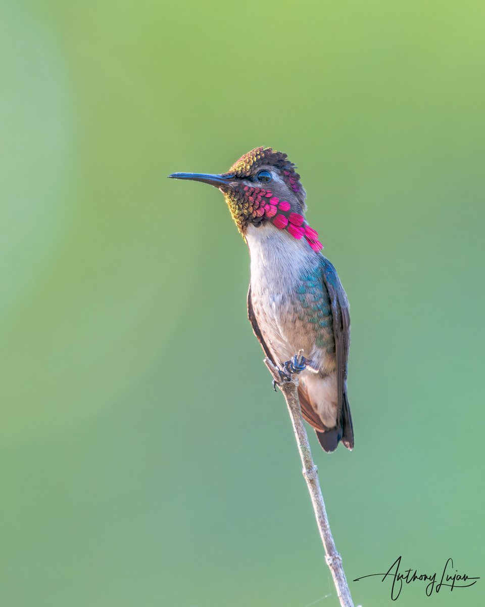 anthonylujan's tweet photo. Look at his gorget, the gold and greens glistening!
Bee hummingbird “Zunzuncito”
Mellisuga helenae
Near Threatened
Endemic to Cuba
Sony A1 - Sony 600mm
#alhummingbirdperched
#Beehummingbird #hummingbird #colibri #BeijaFlor #zunzuncito #hummingbirds #earthcapture #nature #natg... https://t.co/oul1qrPxoD