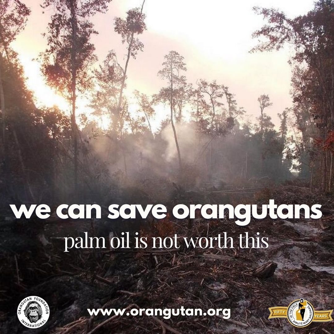 OFIOrangutan's tweet photo. Palm oil plantations are now the number one reason for tropical rainforest deforestation. The destruction of the forests displaces #orangutans from their only natural #habitat.

Find out how more information at https://t.co/U502quuqCS. #TeamPongo #Deforestation https://t.co/lkYo2M1Rcp