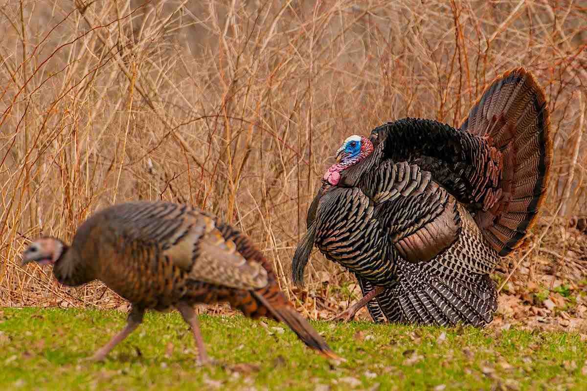 SPORTSMANchnl's tweet photo. Regional Strut Update: Mid-April Gobbler Activity Reports from the Experts. Full Report via @GameAndFishMag: https://t.co/ysv516oZqb
#ITSINOURBLOOD #hunting #wildturkey #strutreport #turkeyhunting #springturkey #turkeyreport #regional https://t.co/snEFGpRkEH