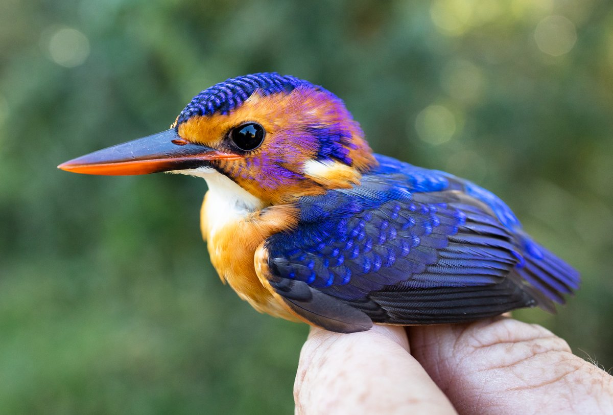 wildtomorrow's tweet photo. The abundance of bird species can indicate the state of the environment &amp; biodiversity in an area. We're ecstatic to have recorded 416 species on Ukuwela so far. This juvenile Pygmy Kingfisher is undoubtedly one of the most colorful🌈
#wildtomorrow #nature #conservation #birding https://t.co/y3IZJevOBD