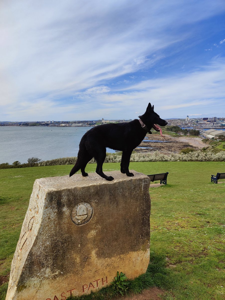 PHILROOKS's tweet photo. #TPDmax out and about. Hopefully not long before @DC_PoliceDogs can work his magic and get him back to course standard for #september2023 @DevonPoliceDogs @_GS_Albert @DC_Police https://t.co/ELNwre18j8