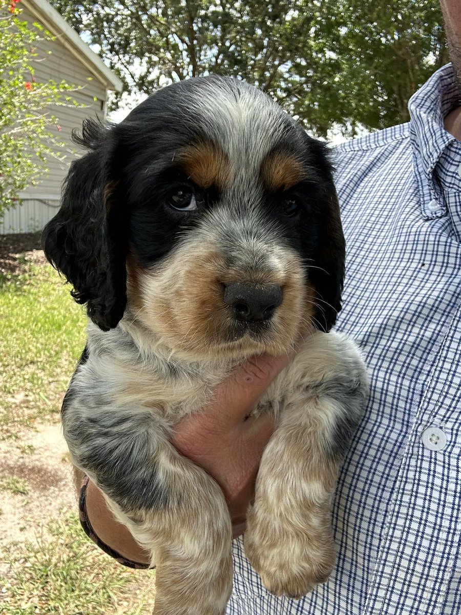 Matt_Kunkle's tweet photo. #Englishcocker #puppy https://t.co/F56Uo1Gq5L