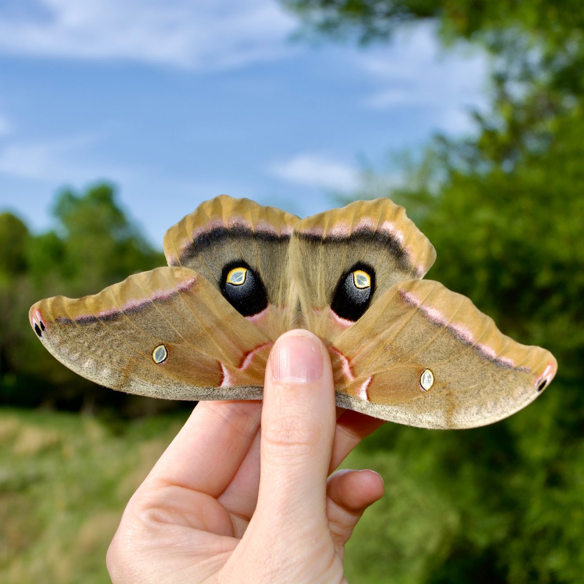 ButterflyBabeco's tweet photo. The Polyphemus moth is a common and widespread species across North America. Its caterpillar can eat 86,000x its weight by pupation in less than two months! They are named after the cyclops Polyphemus for the large eyespots on their hindwings.

Species: Antheraea polyphemus https://t.co/1KR13yTnMH