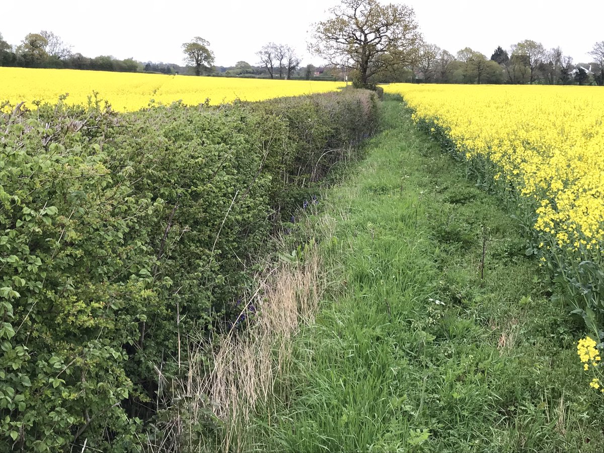 DuncanWestbury's tweet photo. I’ve had enough of improper use of herbicides. 2 years ago this hedge bank was amazing and then it got sprayed. https://t.co/WZGSexrZAG
