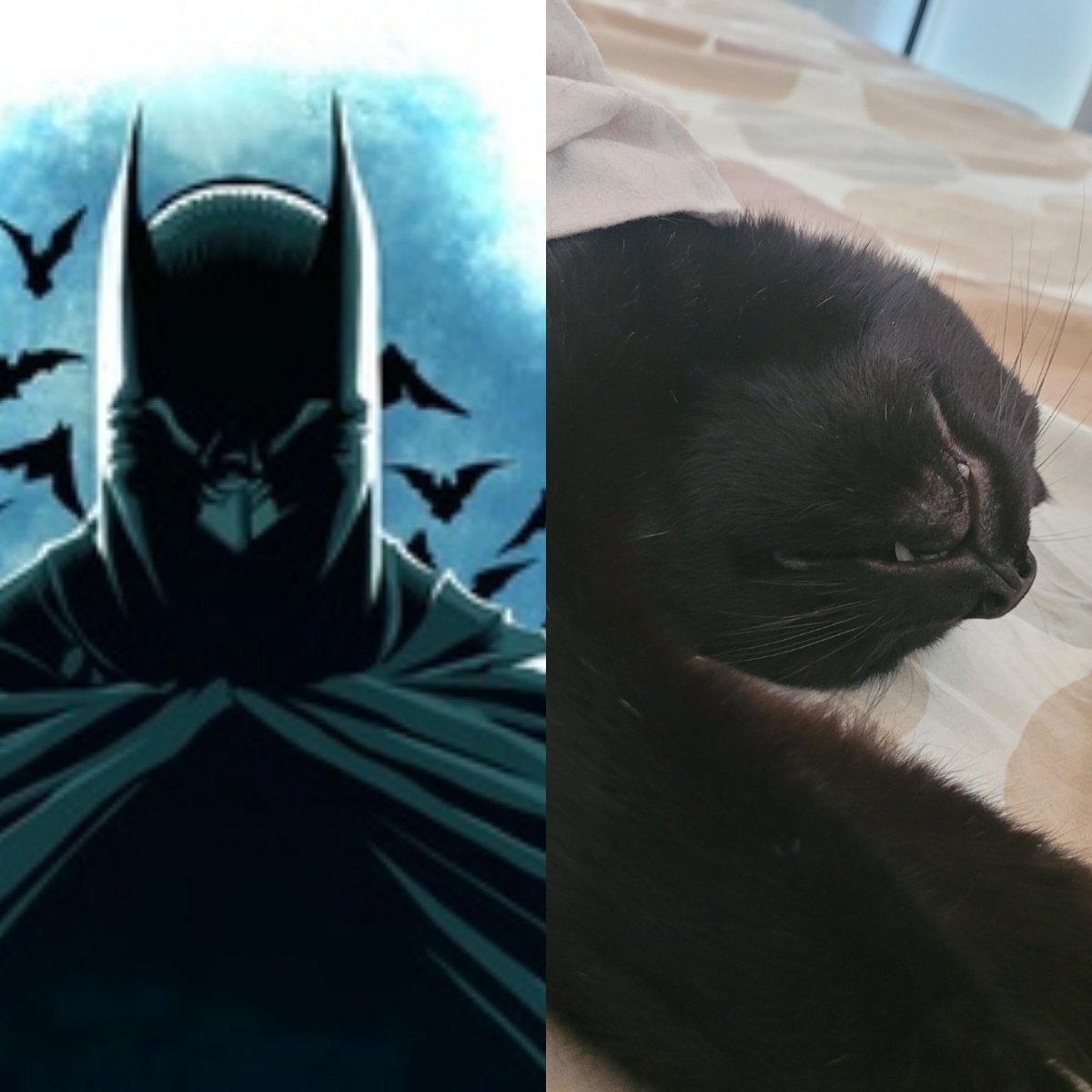Traaacyyyy's tweet photo. Batman / Batman https://t.co/XVDI4qpcTX