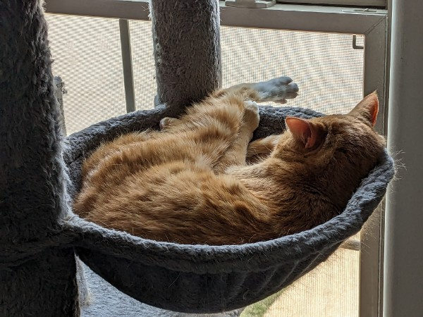 CynTervention's tweet photo. @remembrancermx Chainsaw is busy snoozing. I can't even with that back foot.  💖 https://t.co/sMu2JkaEsX