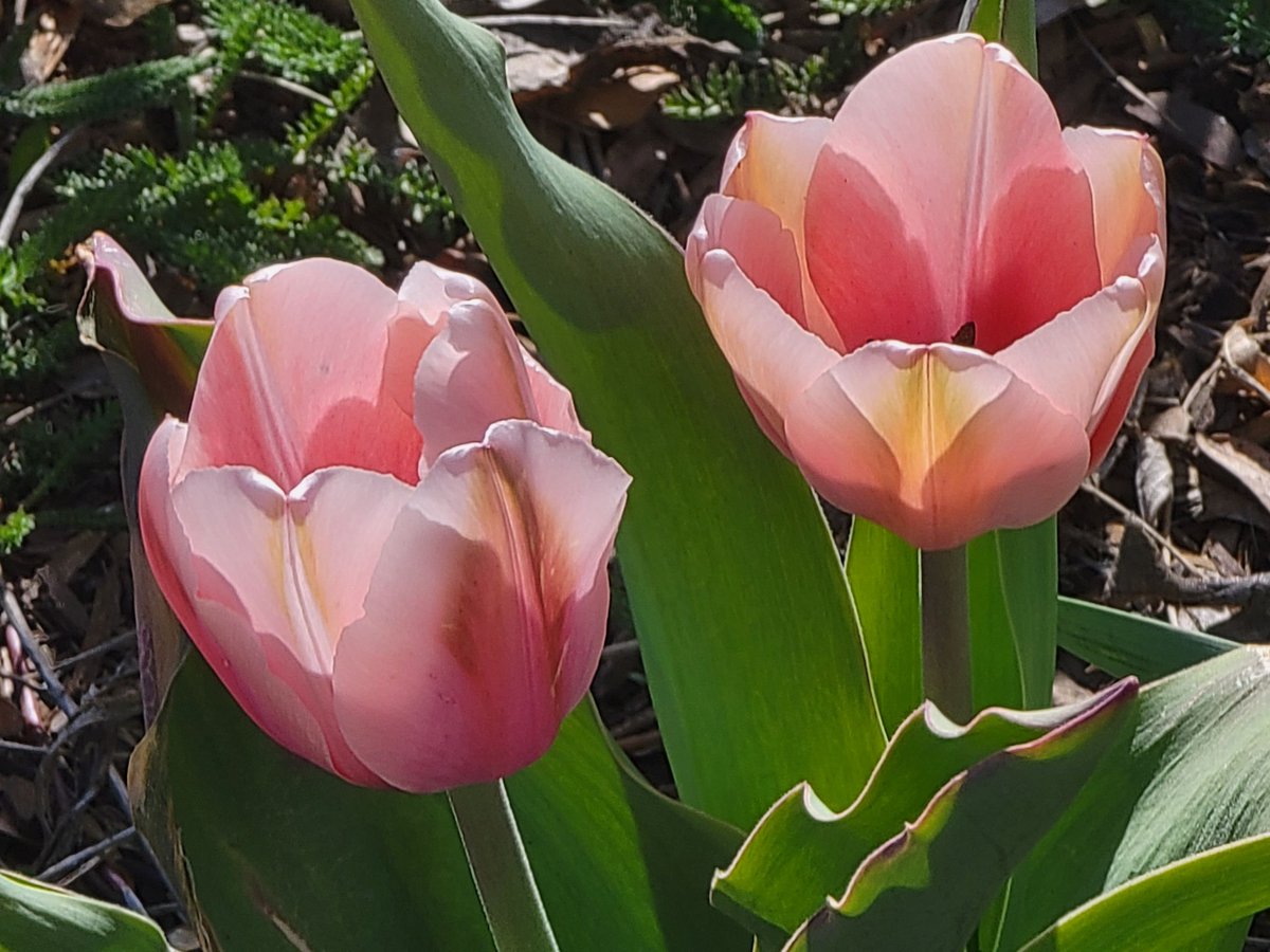 MadisonMacayTV's tweet image. Tulips are in FULL BLOOM in Reno and Carson City 🥹🌷 

They are my favorite flower of all time. What's your favorite flower? Show me! MyNews4.com/ChimeIn
#nvwx #springbloom 
@krnv 
PC: Cindi J., Vickie P., and John D.