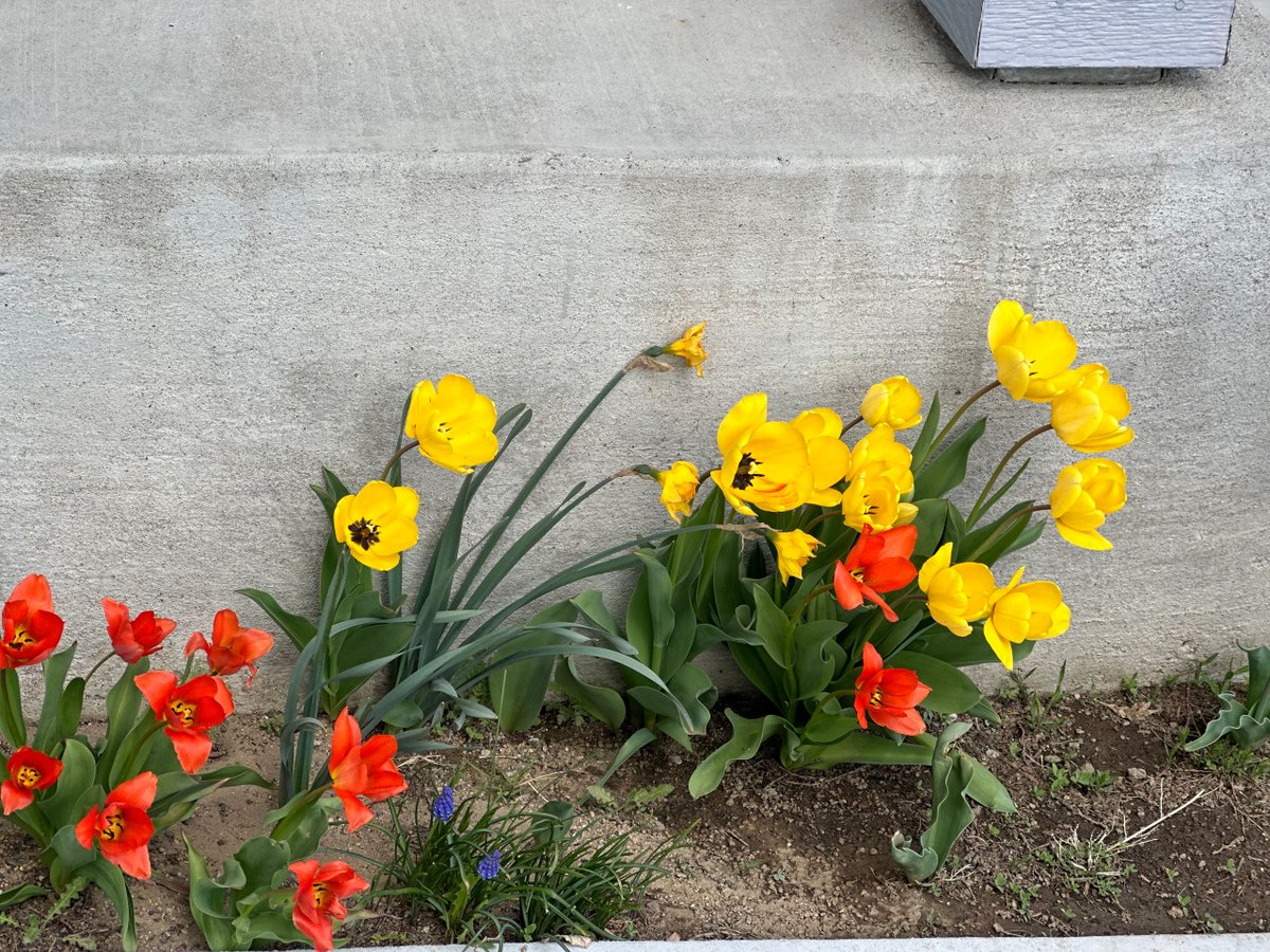 MadisonMacayTV's tweet image. Tulips are in FULL BLOOM in Reno and Carson City 🥹🌷 

They are my favorite flower of all time. What's your favorite flower? Show me! MyNews4.com/ChimeIn
#nvwx #springbloom 
@krnv 
PC: Cindi J., Vickie P., and John D.