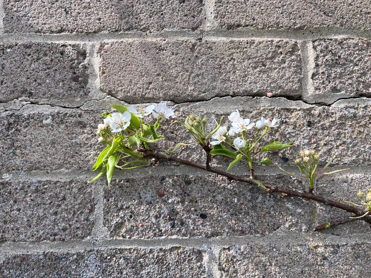 notklev's tweet image. First pear blossom in the orchard, this year Worden Sekel is first