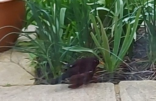 Mark O'Connell tweet media