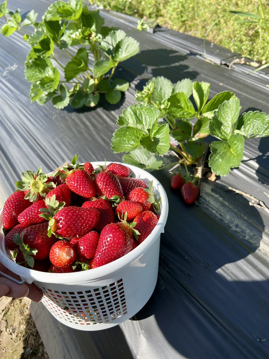 It’s strawberry season! <a href="/Agricenter_Intl/">Agricenter International</a> 🍓 Our 2.5 acres and 4 varieties are growing wonderfully! Stay tuned to find out when we’ll go public with our you-pick patch! 
#strawberries #urbanfarm #memphistennessee