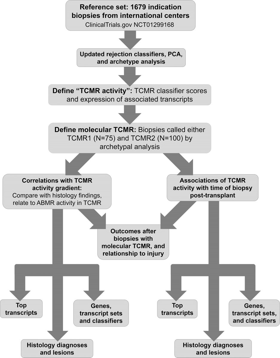 TransplantJrnl's tweet image. We are happy to share the  #basicscience paper reporting that T cell mediated rejection (TCMR) varies in intensity but is always strongly related to molecular injury and atrophy-fibrosis. #TransplantTwitter #OpenAccess bit.ly/3oAd7gf