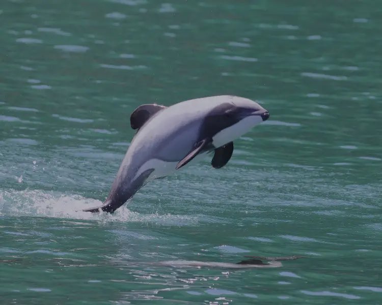 Loving_Orca's tweet photo. Fun Fact: When coving the endangered Hector’s Dolphin, many news site mistakenly use pictures of Pacific White-Sided Dolphins. While similar, they’re different species. One being smaller and living in New Zealand. And The other being bigger and living in the north Pacific Ocean https://t.co/uuDDaxM4Jz