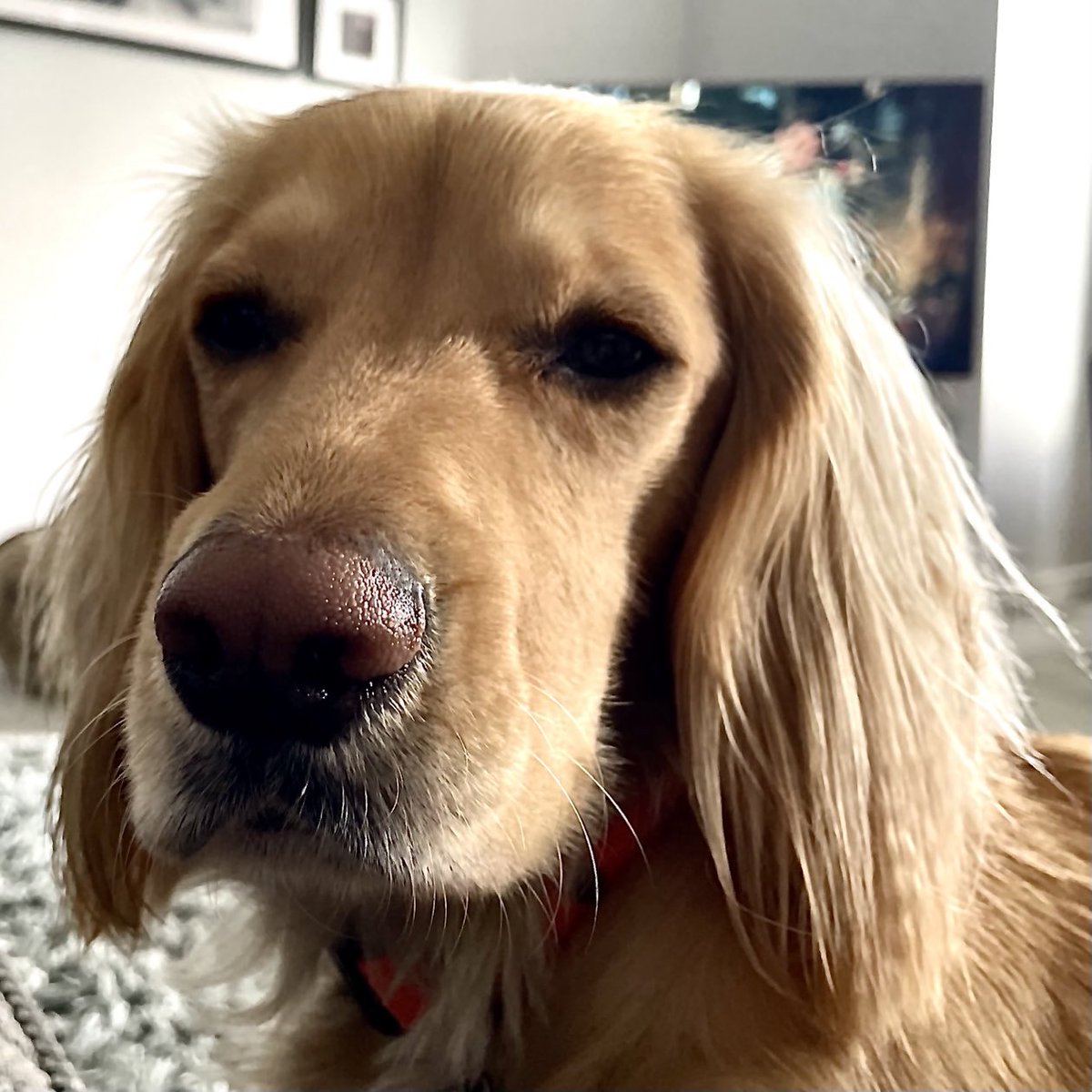 Olly and River the Working Cocker Spaniels tweet media