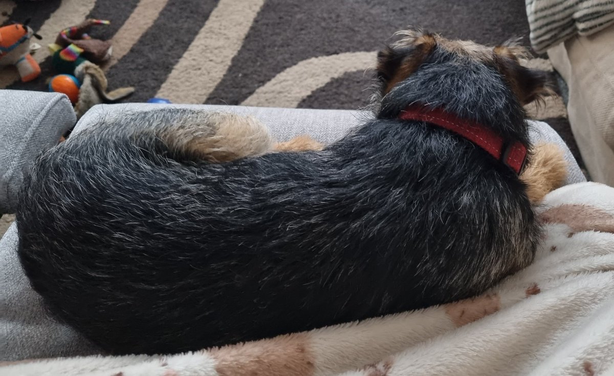 Nipper_BT's tweet photo. Yas mum I's approove of the new sofa all fur me #borderterrier #BTPosse #FoundMySpot https://t.co/LWdn281KMy