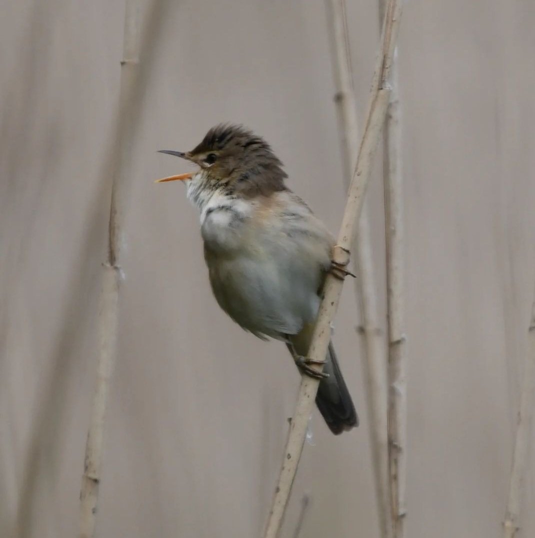 nxdroid's tweet photo. @Rutlandbirds @RutlandWaterNR @nationaltrust @Natures_Voice @Love_plants @LROSbirds I saw these these the other day Tim and wondered where they had come from they looked great !  Can you help with an id on the attached I took last year at Rutland Water ? Thanks Dave https://t.co/a9aU0sLmyJ