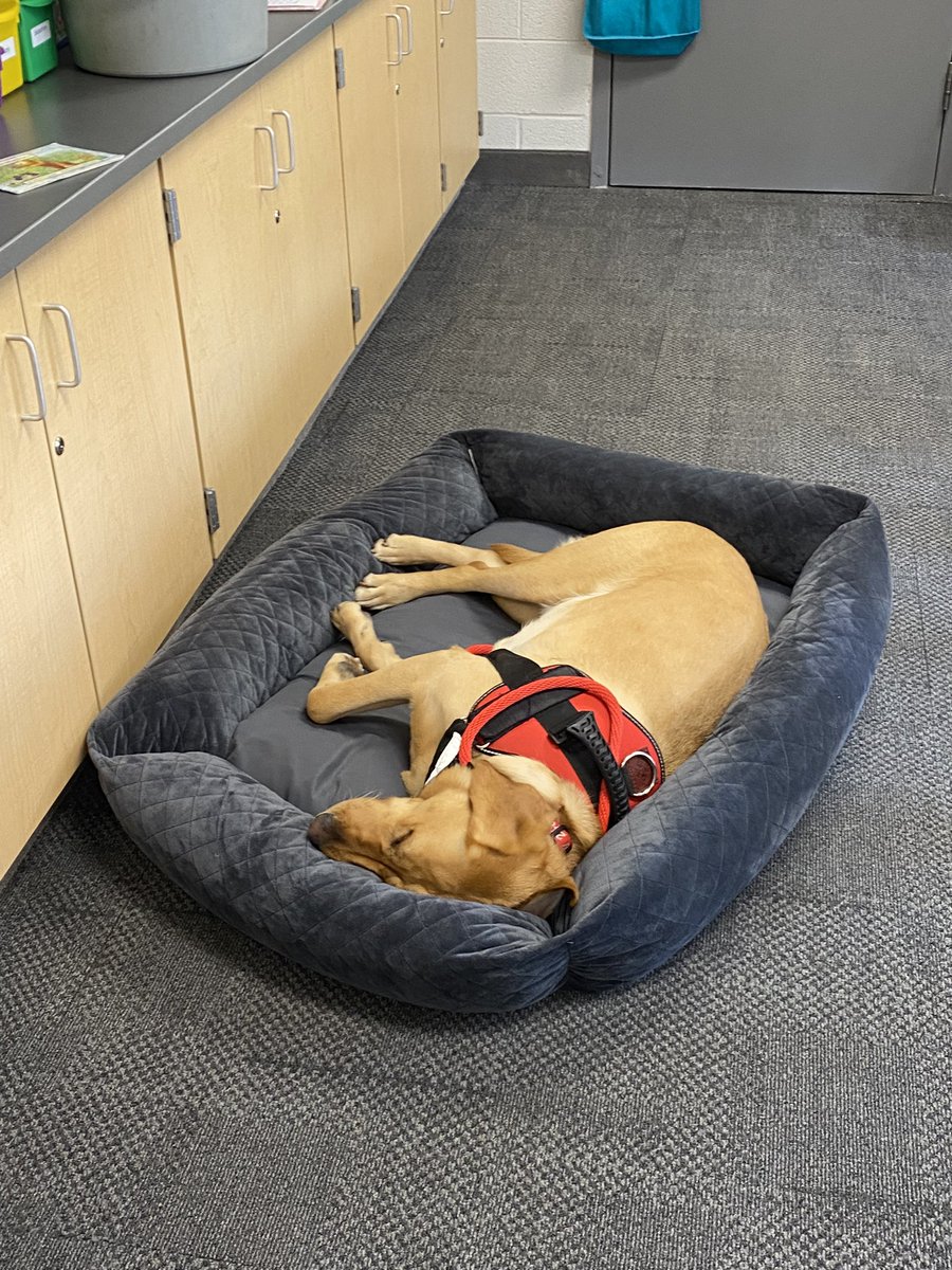 Debbie Faber (@dncfaber) on Twitter photo Therapy dogs make the best stories!
<a href="/DragonDogWillow/">Willow- Keith Therapy Dog</a> <a href="/KeithElementary/">Keith Elementary</a>
<a href="/rrcna_org/">Reading Recovery Community</a> Therapy dogs make the best stories!
<a href="/DragonDogWillow/">Willow- Keith Therapy Dog</a> <a href="/KeithElementary/">Keith Elementary</a>
<a href="/rrcna_org/">Reading Recovery Community</a>