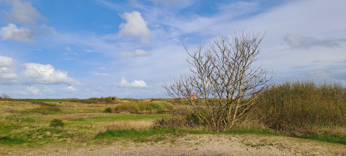 Heleenverduijn's tweet photo. Mooie ochtendexcursie gehad met #vogelinformatiecentrum in Robbenjager gebied bij #vuurtoren #deCocksdorp
Heel veel zingende vogels; blauwborst, braamsluiper, nachtegaal en meer. Wat een feest!
@natuurdigitaal @VVVTexel @vogelnieuws @TexelBigDay https://t.co/SCnzOm7P0t