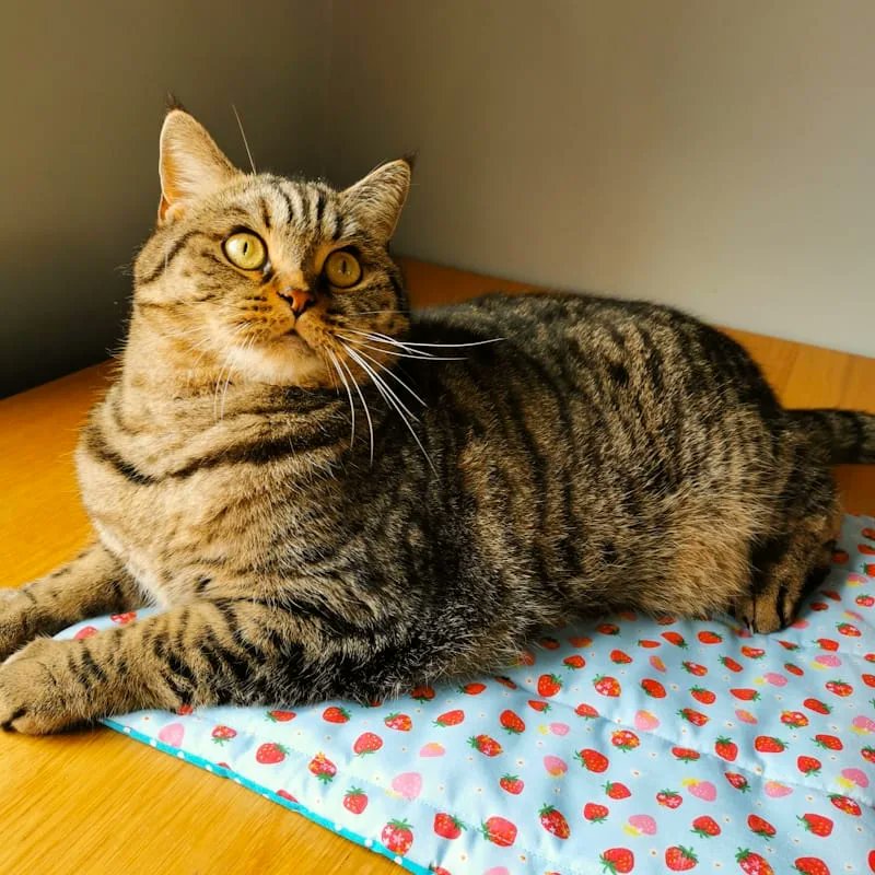 kittycreativeco's tweet photo. Happy #whiskerswednesday from Teddy 😻 https://t.co/4lyPkIvUZQ