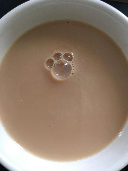 catshealdeprsn tweet picture