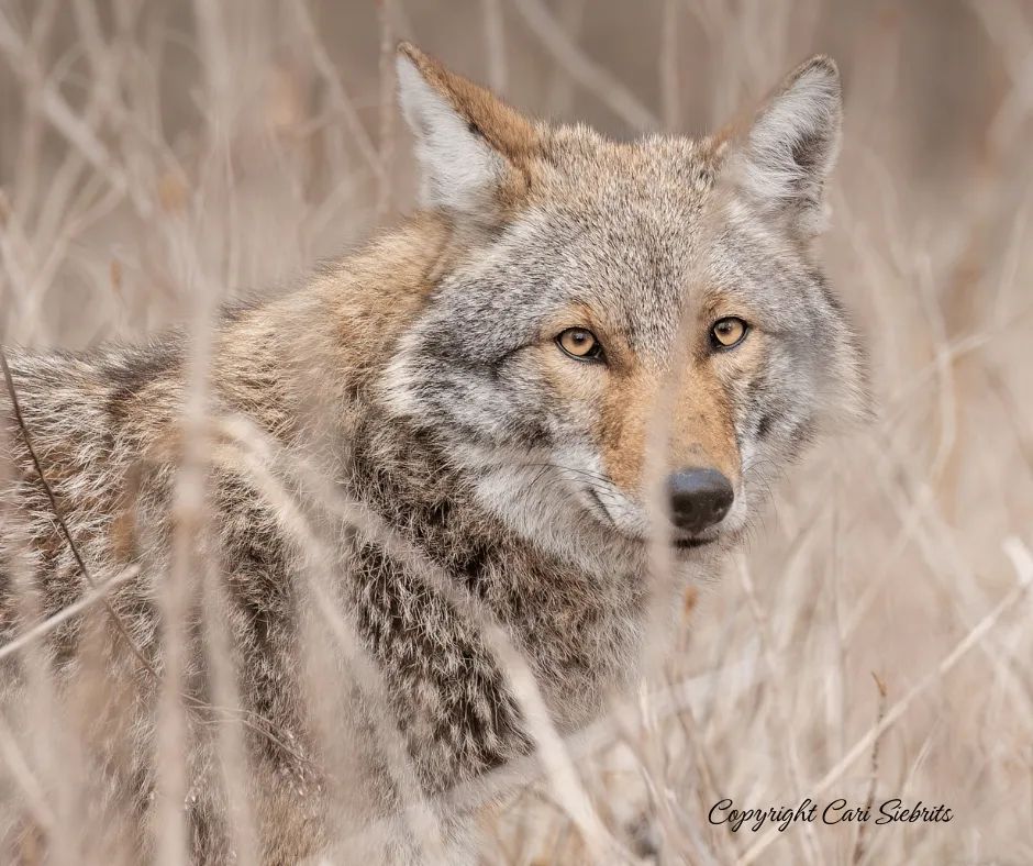 ✨Ode to the Urban Coyote✨

Guest Blogger Cari Siebrits for @CoyoteWatchCAN
Read more here: coyotewatchcanada.com/site/blog/2023…
#WildlifeWednesday #coyotes #coexist #biodiversity #canids #ethical_photographer #pupseason