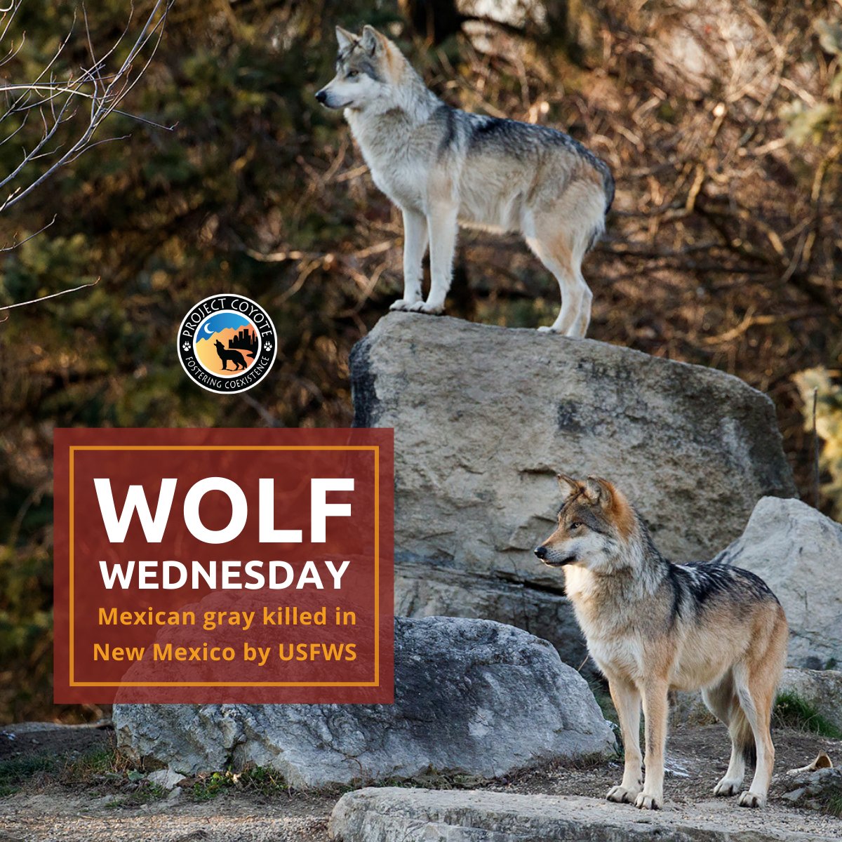 An endangered Mexican gray wolf has been killed in New Mexico by federal employees, according to a document released by the @USFWS. tinyurl.com/yc7amfmh

#WolfWednesday #MexicanGrayWolf #ProtectAmericasWolves 

📷 Monty Sloan