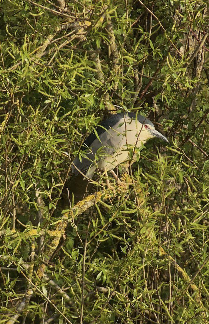 Watermead CP, Leics - 3 Black-crowned Night Herons late PM. 1 was disturbed by a G’ Heron & showed well. Brought back great memories of the 2 adults found by @IainTid at Aylestone Meadows, 25th  - 28th April 1983 - almost 40 yrs to the day! @LROSbirds @SLArchive @BeidaiheBirder