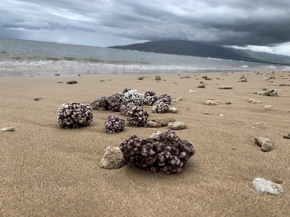 For those who have yet to guess Take 4 of #guess #WhereInTheWorld am I today, with a picture from yesterday afternoon’s walk. Yes, this is a #restorative trip for me.

#Roamancing #HealthAndWellness #WellnessTravel