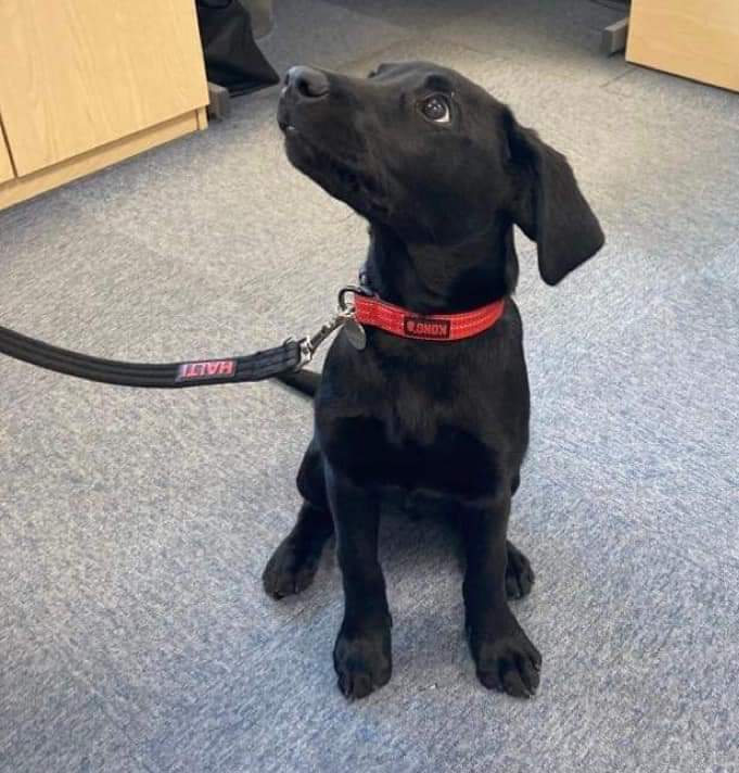 ManorFarmSchool's tweet photo. Finn, our reading dog in training, made a visit to the academy today. The children were really excited to hear about how he is getting on and what a clever boy he is proving to be! https://t.co/aJMknIGsNV