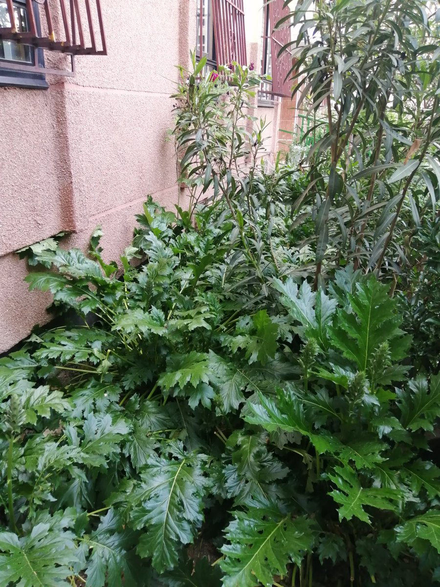 pippilottta's tweet photo. Bienvenidos a la selva, foco de infección de ratas que anidan en los bajos y lugar ideal para miccionar cuando a uno le da un apretón. Por favor limpien estas zonas, viven personas mayores que no pueden ni agarrarse a la barandilla. Cmno Viejo Villav, 16 @loretosord @MasUsera https://t.co/DXj02DBUFr