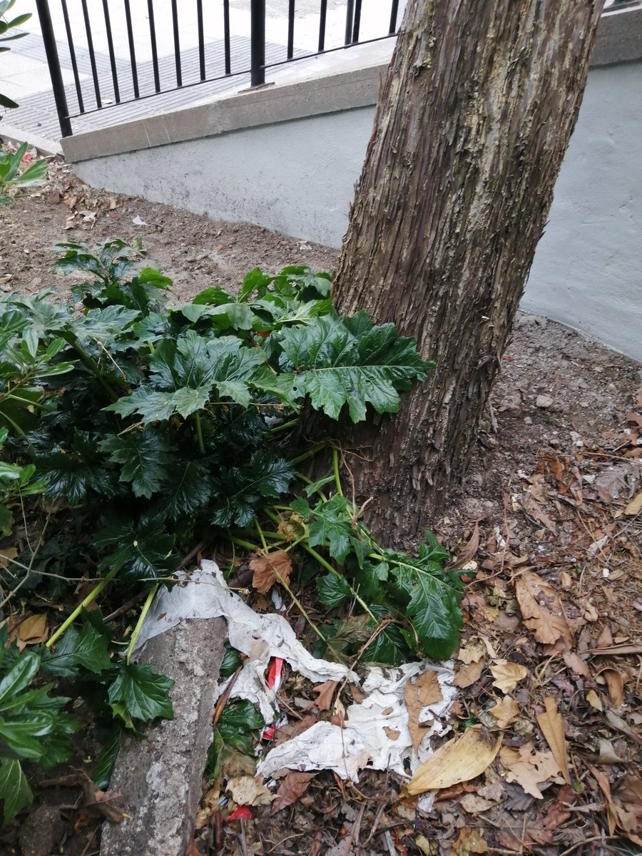 pippilottta's tweet photo. Bienvenidos a la selva, foco de infección de ratas que anidan en los bajos y lugar ideal para miccionar cuando a uno le da un apretón. Por favor limpien estas zonas, viven personas mayores que no pueden ni agarrarse a la barandilla. Cmno Viejo Villav, 16 @loretosord @MasUsera https://t.co/DXj02DBUFr