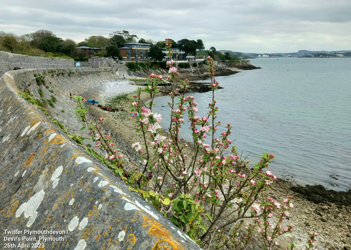 PlymouthDevon1's tweet photo. A wander around Devil's Point, and past Firestone Bay, Plymouth, today. #Plymouth #FirestoneBay #SUP @DestinationPlym #DevilsPoint #spring https://t.co/O0JMtWrO4F