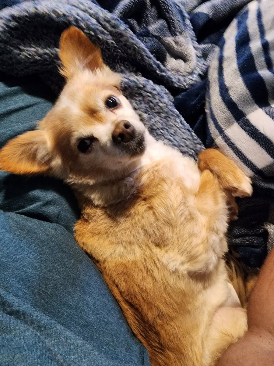 AllMyWhimsy's tweet photo. Extra Politics! Today at 3:30 pm PST. Tune in to watch me. Or Huey... It's OK, I'm not jealous... 👀
https://t.co/99eJyrFfyu https://t.co/mUJ5Xmd4EJ