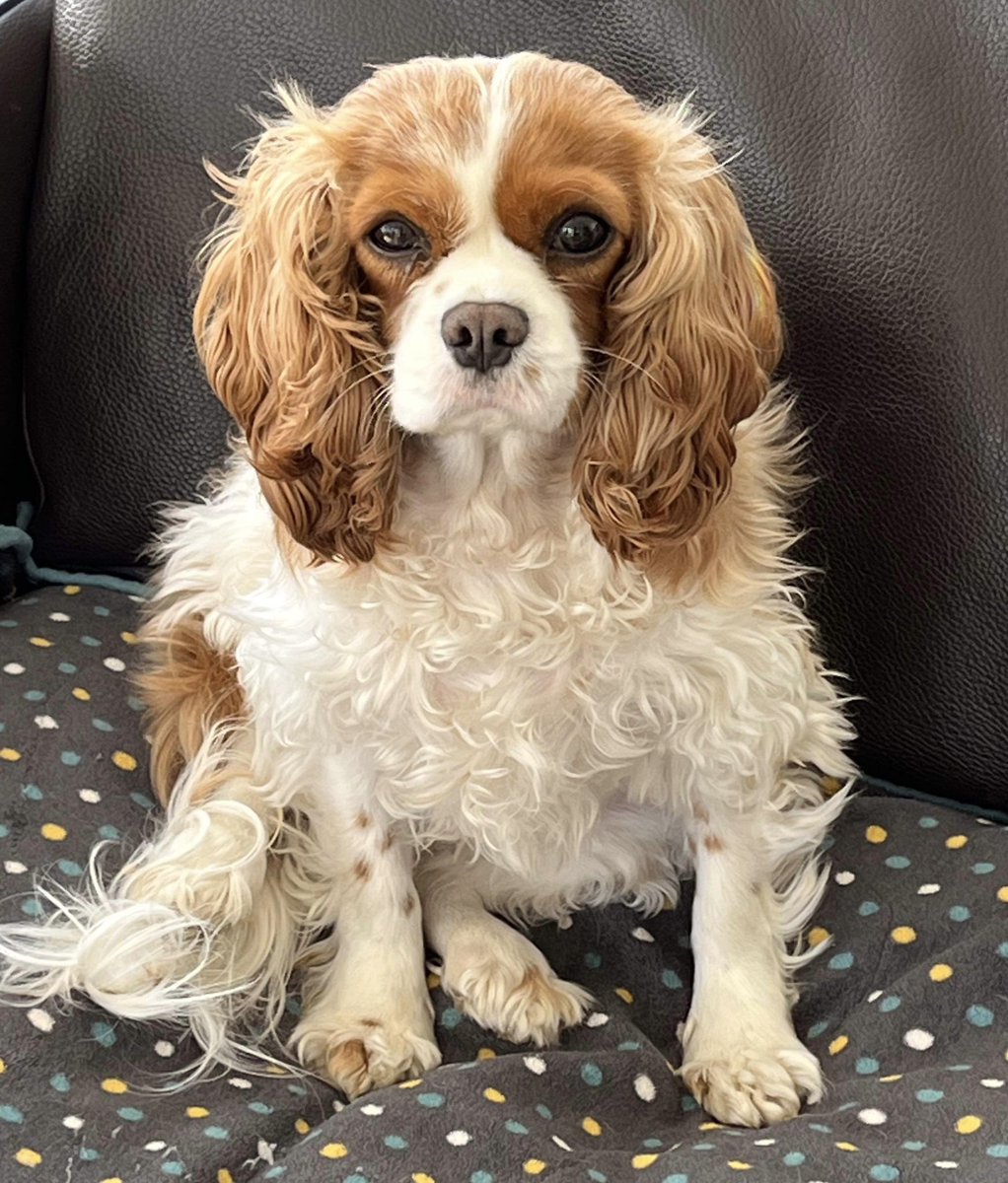 Belle is looking for her forever home ❤️ She is a lovely Blenheim cavalier that came into rescue from a pet home and is approximately 5 years old. 

Belle is a very nervous girl when meeting new people and in new situations, but she loves her four-legged friends, so we are