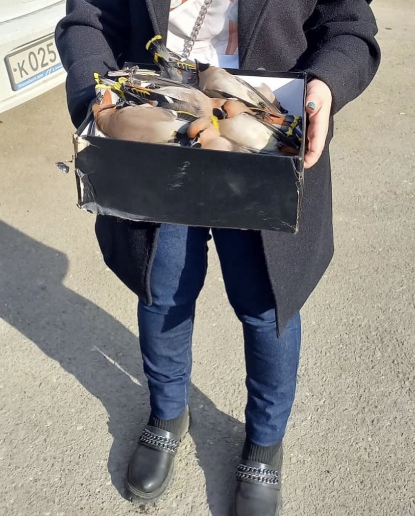 Yine bir sarhoş kuş vakası. Bu kez adres Rusya. Marta Koskha adlı bu kadın arkadaşının öldü sanarak haber verdiği ipekkuyruk kuşlarının yedikleri fermante meyvelerden kaynaklı sarhoş olduklarını fark edince hepsini toplayıp güvenli bir yerde ayılabilecekleri ormana bırakmış☺️