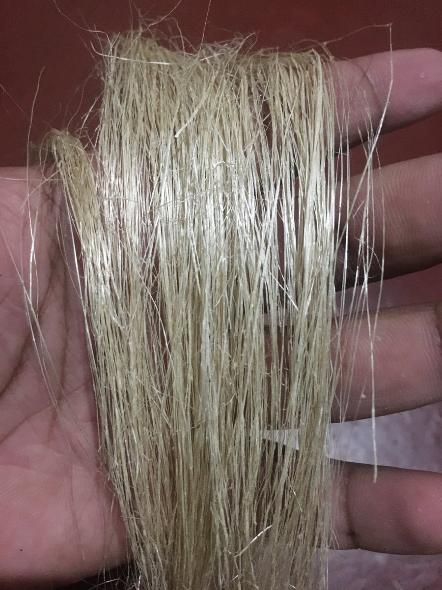 MFiber96561's tweet photo. Reaserch time Banana Fiber https://t.co/7eXvSqpBl5