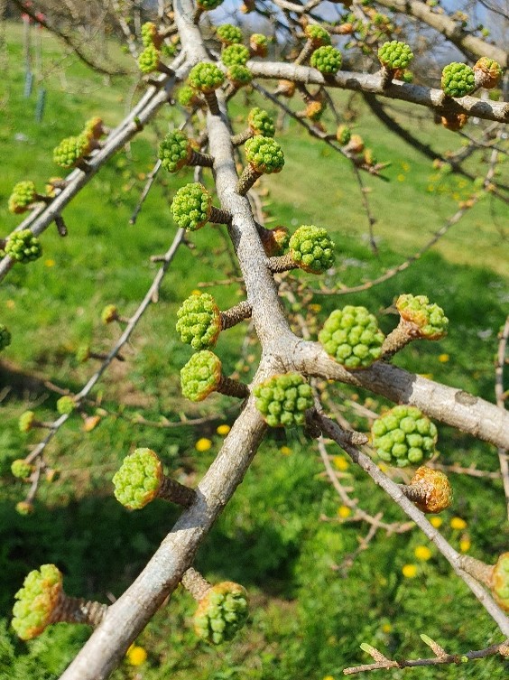 arboretumassen's tweet photo. Er is een nieuwe "Boom in zicht" geplaatst op de website van het #arboretumassen, deze keer zetten wij de Goudlariks in het spotlicht.
Lees erover op de website: https://t.co/ZnskBGuiyT https://t.co/FO57NZY2TC