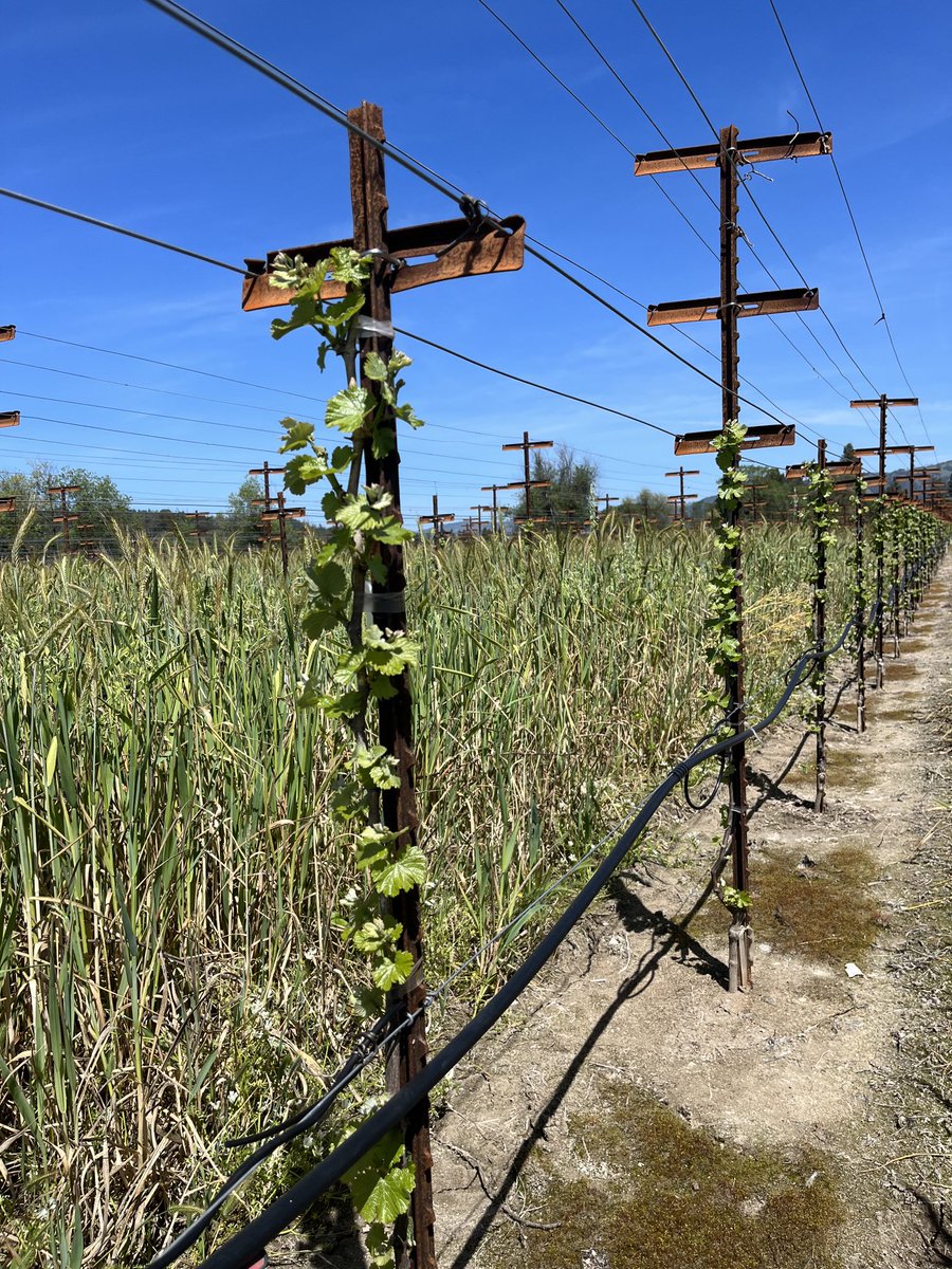 bozcarl's tweet image. Young (2nd leaf) vines treated with @nachurs #biok waking up from a wet winter!!   We’ll be hitting them again later this late spring -summer w/ #tripleoption to promote further root &amp;amp; trunk growth!!   Low N analysis w/100% orthophosphate + #biok = healthy vine establishment!!!