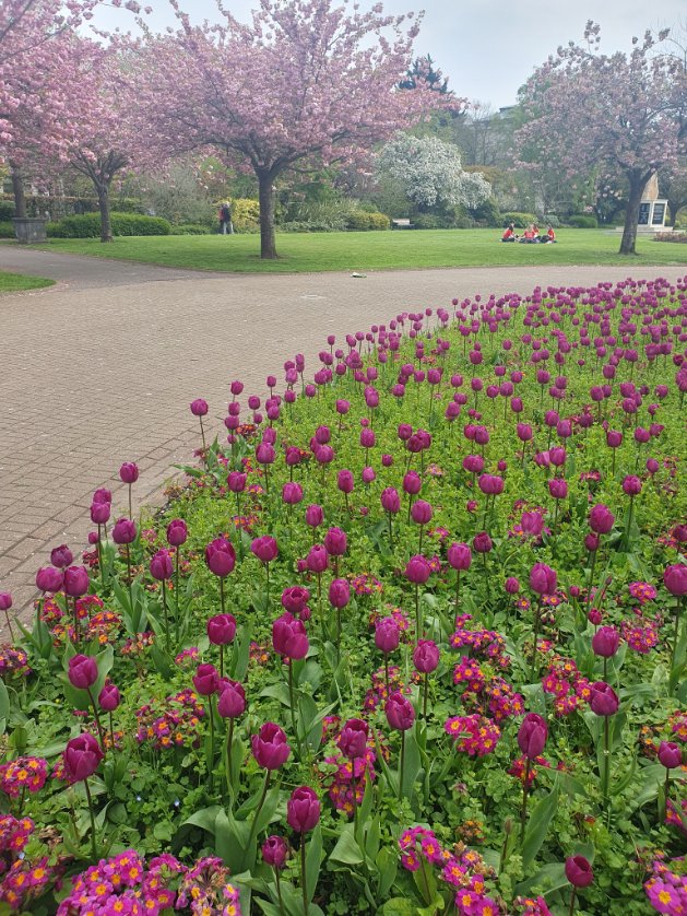 Leela Thomas (@_leelathomas) on Twitter photo Beautiful blooms while lunching in Alexandra gardens on-site today at <a href="/cardiffuni/">Cardiff University</a> 😍😍🌷🌺🌸 Beautiful blooms while lunching in Alexandra gardens on-site today at <a href="/cardiffuni/">Cardiff University</a> 😍😍🌷🌺🌸
