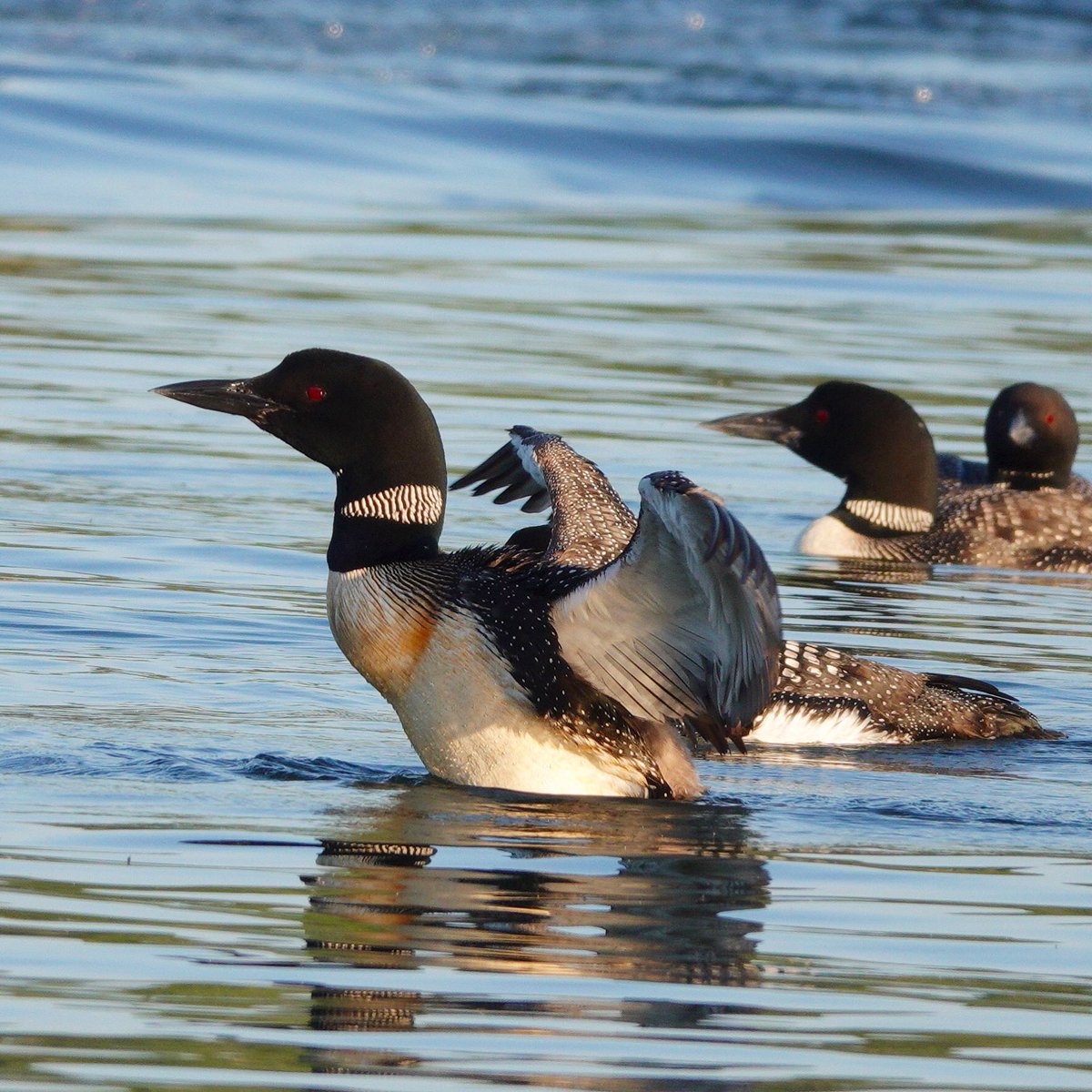 david_schmittou's tweet photo. “The loons Norman, the loons!” How often I’ve said that (In my spookily accurate Katherine Hepburn impersonation) to Mark, as we’ve canoed around Big Indian Lake over the years. Always a thrill! Sept 2022 #loons #commonloon #mainebirds #birdphotography #birds https://t.co/hgW1Z6k9S2