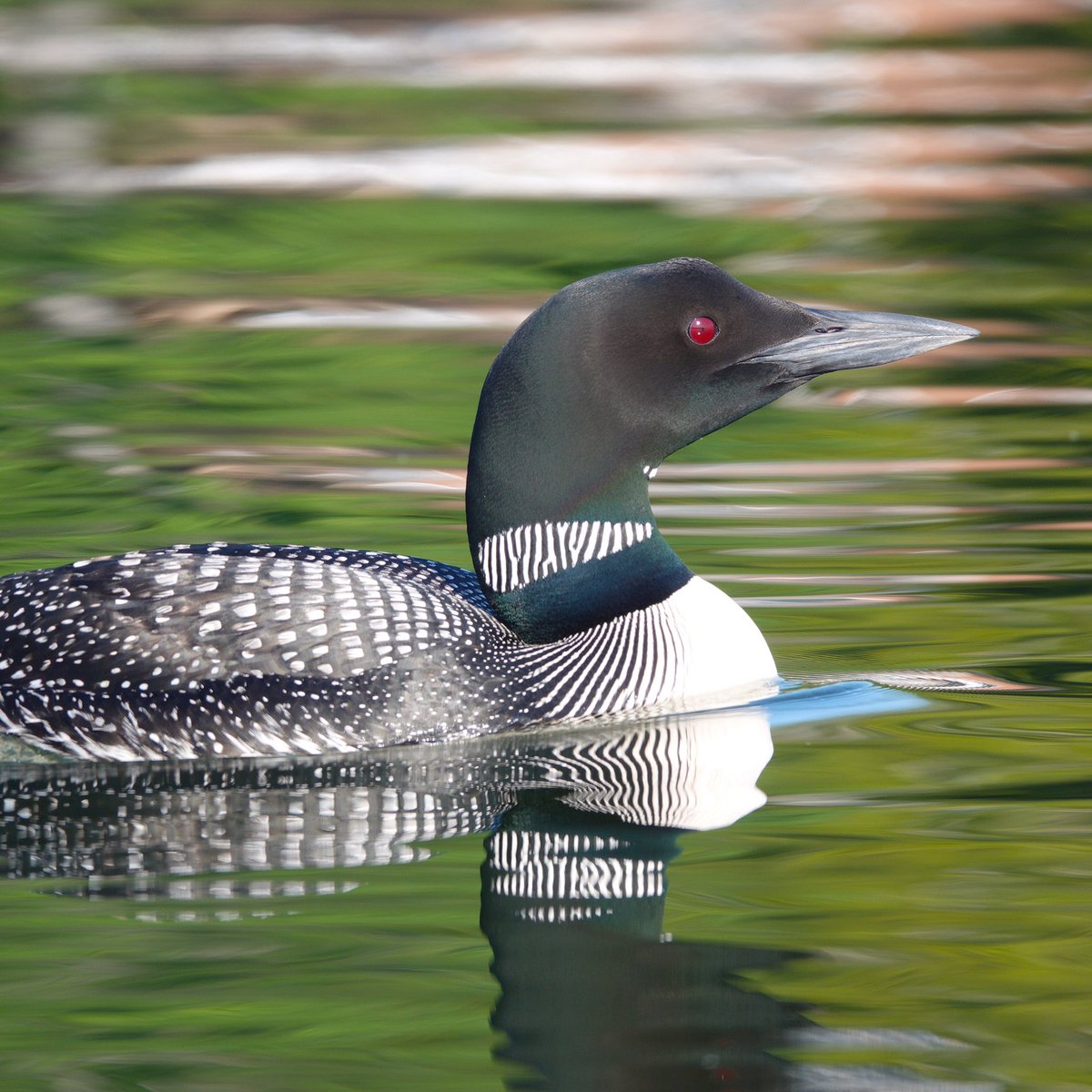 david_schmittou's tweet photo. “The loons Norman, the loons!” How often I’ve said that (In my spookily accurate Katherine Hepburn impersonation) to Mark, as we’ve canoed around Big Indian Lake over the years. Always a thrill! Sept 2022 #loons #commonloon #mainebirds #birdphotography #birds https://t.co/hgW1Z6k9S2