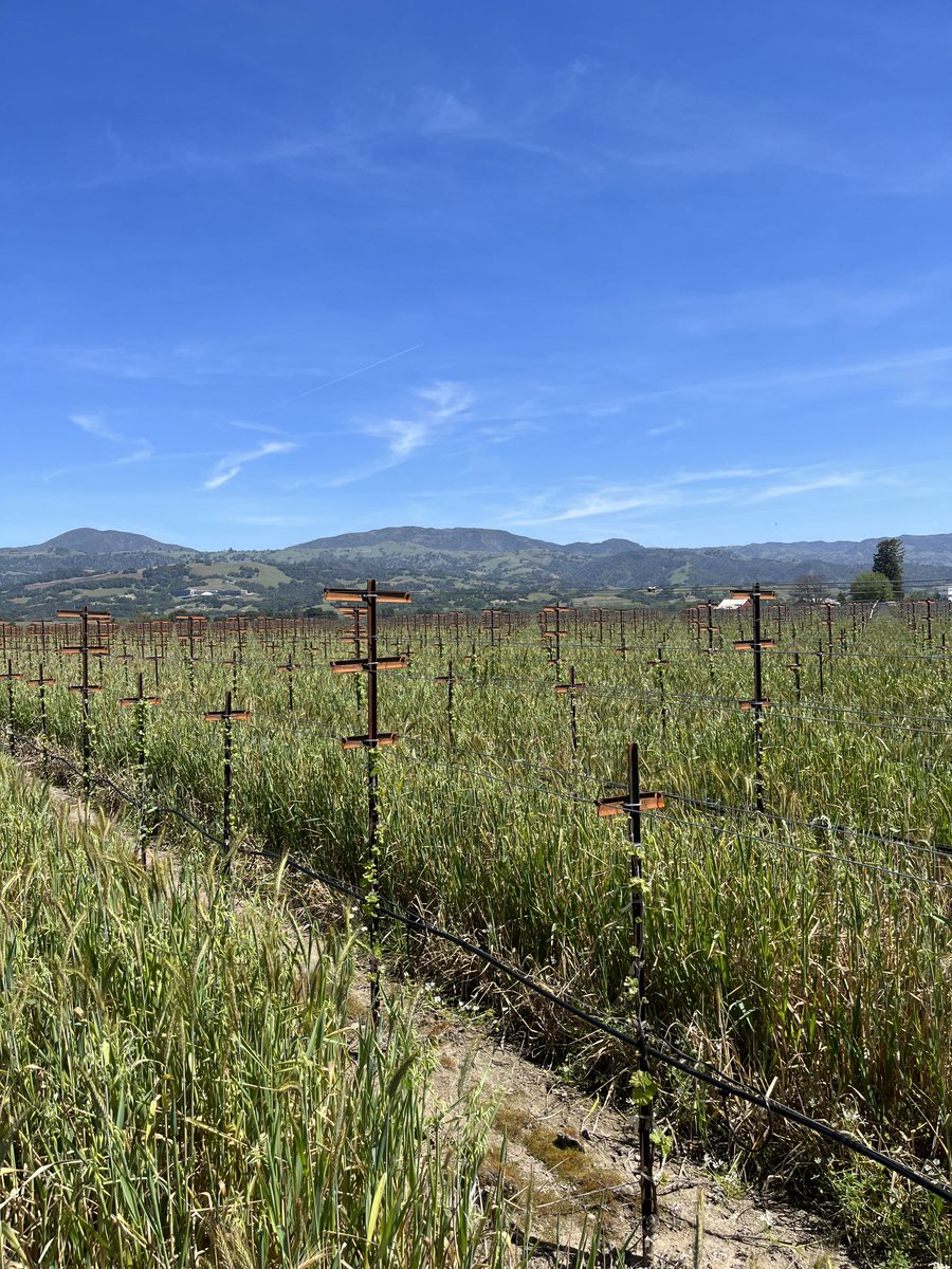 bozcarl's tweet image. Young (2nd leaf) vines treated with @nachurs #biok waking up from a wet winter!!   We’ll be hitting them again later this late spring -summer w/ #tripleoption to promote further root &amp;amp; trunk growth!!   Low N analysis w/100% orthophosphate + #biok = healthy vine establishment!!!