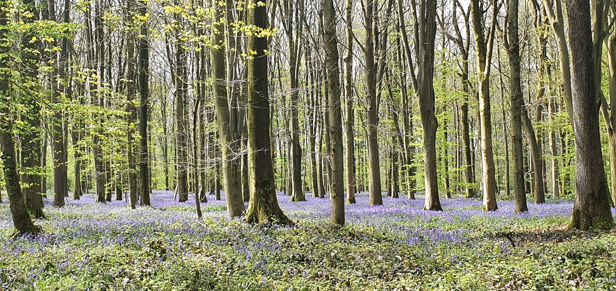 JulianBlake9's tweet photo. Heavenly magic carpet of bluebells at Deville Wood! Time to reflect on those who paid the ulimate price for this peaceful scene.  https://t.co/HthfC1oXl6 https://t.co/FrazvbzzjE