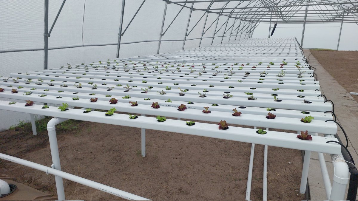afriponics's tweet photo. The Roots Agripreneurship learner built project, their first hydroponic commercial model up and running. 
#growingplaces #youthempowerment 
#rootsagri https://t.co/vEggQkeE9M