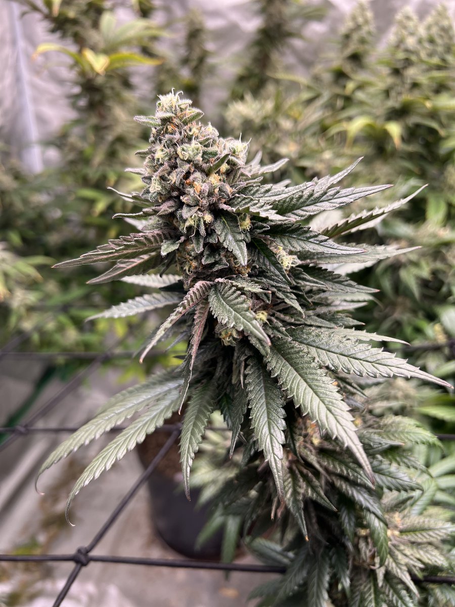 gps_seedbank's tweet photo. Banana Punch (Banana Kush x Purple Punch) grown with love by synergyybudz and bred by Greenpoint Seeds.
#bananapunch #bananakush #bananaog #purplepunch #larryog #granddaddypurple #cannabisculture #cannabiscommunity #growyourown #feminizedseeds #cannabisseeds #greenpointseeds https://t.co/A11OiTlpJE