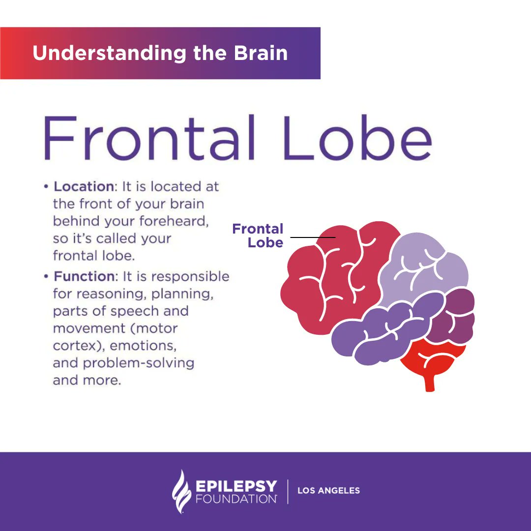 EpilepsyFdnLA's tweet photo. Did you know that the frontal lobe is where our personality is formed? Learning more about the brain will help us to understand more about #epilepsy and why we need to care for it. #UseOurBrains #EndEpilepsy #EpilepsyLosAngeles #EpilepsyAwareness https://t.co/sev0A6iPw4