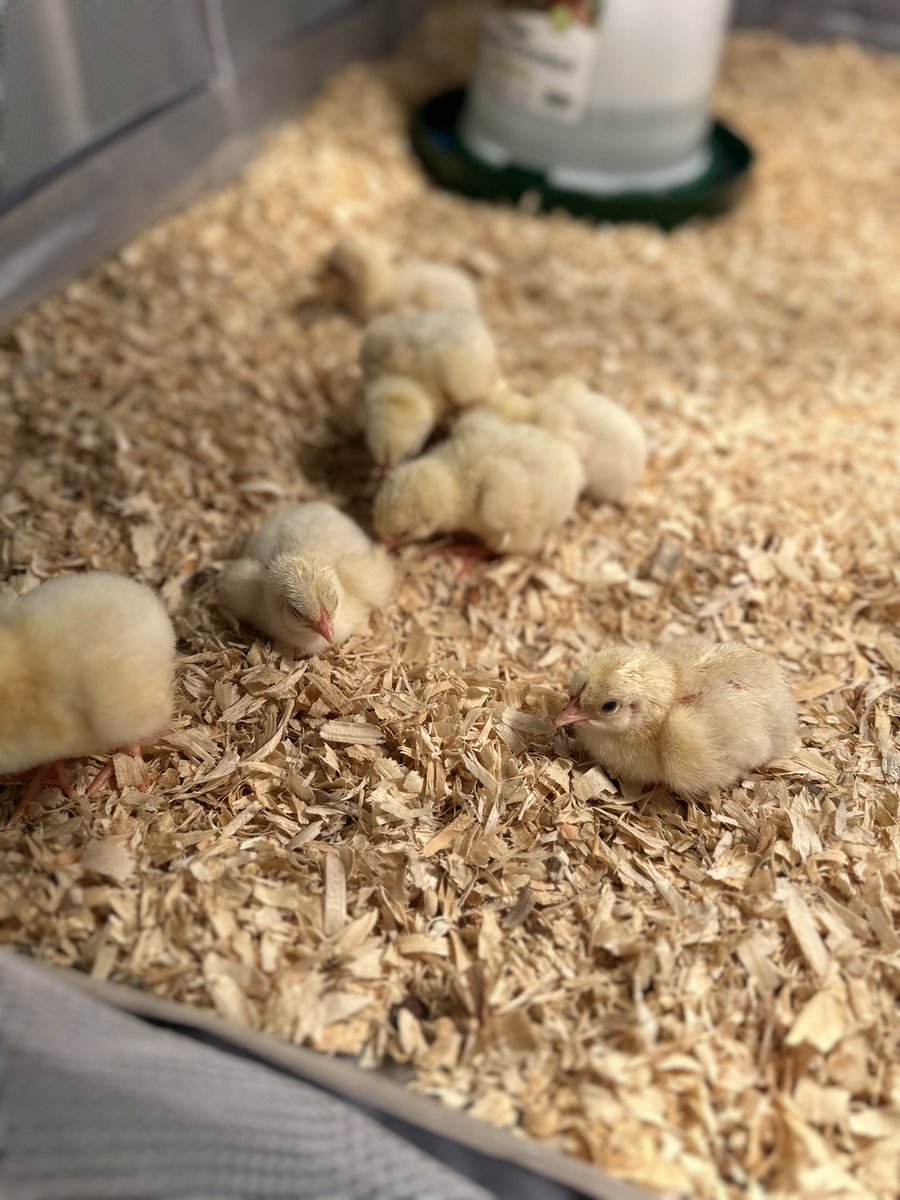 Laura Turngren tweet media