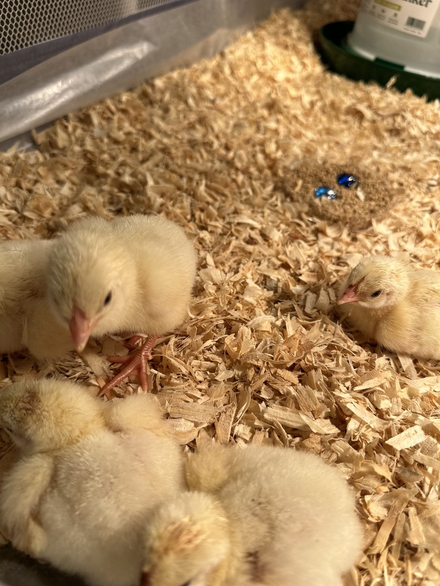 Laura Turngren tweet media