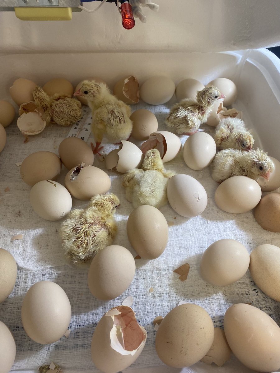 #APBio Chicken update!  As they dry in the incubator, they are moved to the brooder box! They have lots of room to run, eat, drink, play, &amp; grow!🐔🥰 We have 17 hatched and more on the way! <a href="/barrington220/">Barrington 220</a> <a href="/220Science/">Barrington 220 Science & Engineering</a> <a href="/BarringtonHS220/">Barrington High School</a> <a href="/Barrington220EF/">Barrington 220 EF</a> <a href="/ILextension/">Illinois Extension</a>