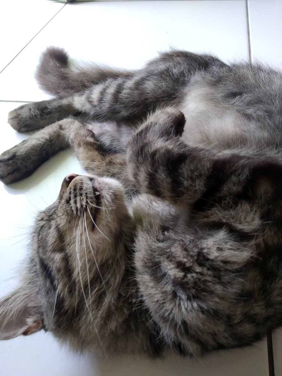 anggiagbe's tweet photo. 🐱 https://t.co/9f7o3WbyfM